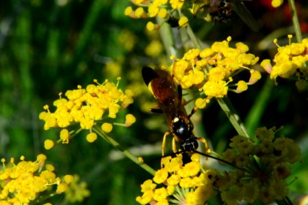 Fennel Flowers Ichneumon Wasp 010