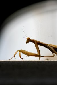 Mantis Religiosa