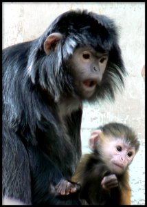 Antwerp Zoo 29-03-2008 - Apes