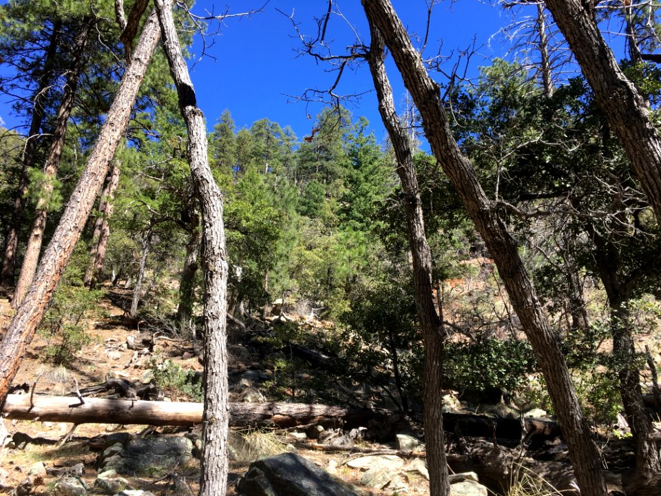 Under Another Arizona Blue Sky