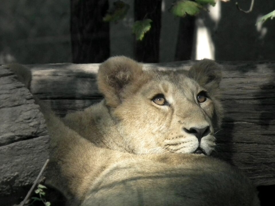 Wildcat großkartze lion females photo