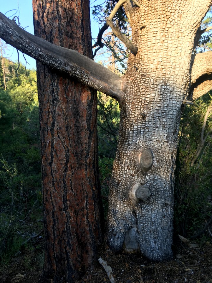 Pine and Juniper, Together