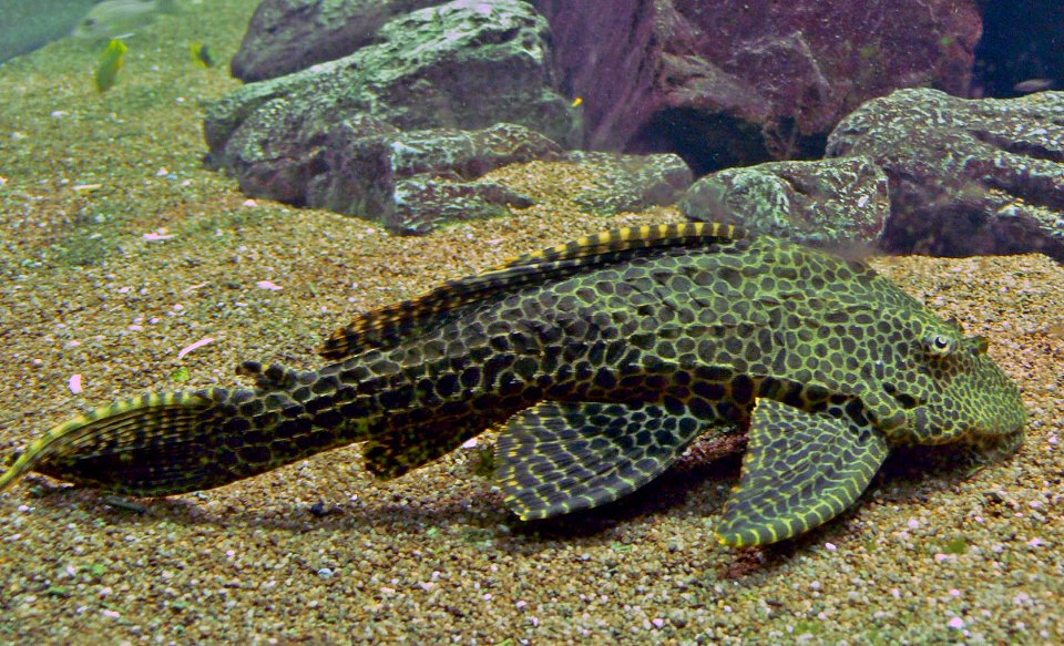 Antwerp Zoo 29-03-2008
