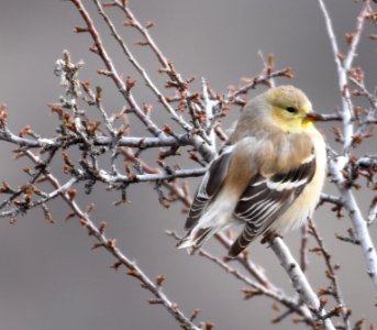 Goldfinch Winter photo