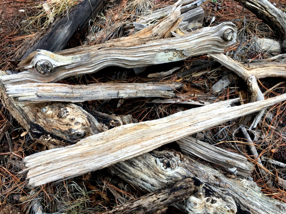 Miscellaneous Forest Pile