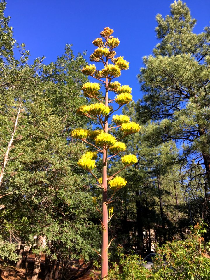 Not a Pine