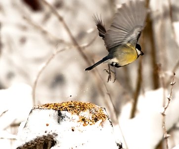 Take off einer Kohlmeise