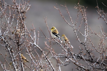Goldfinch Winter photo