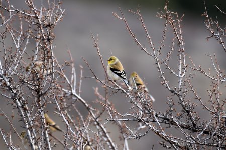 Goldfinch Winter