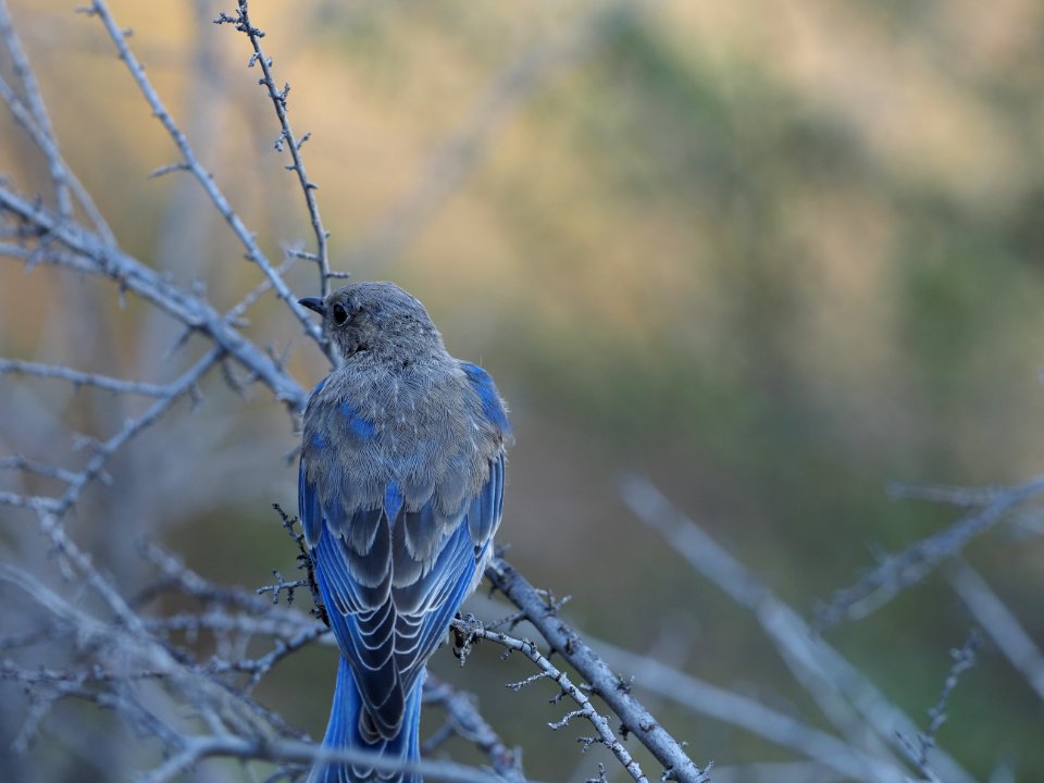 Mountain Bluebird Juv Close 1