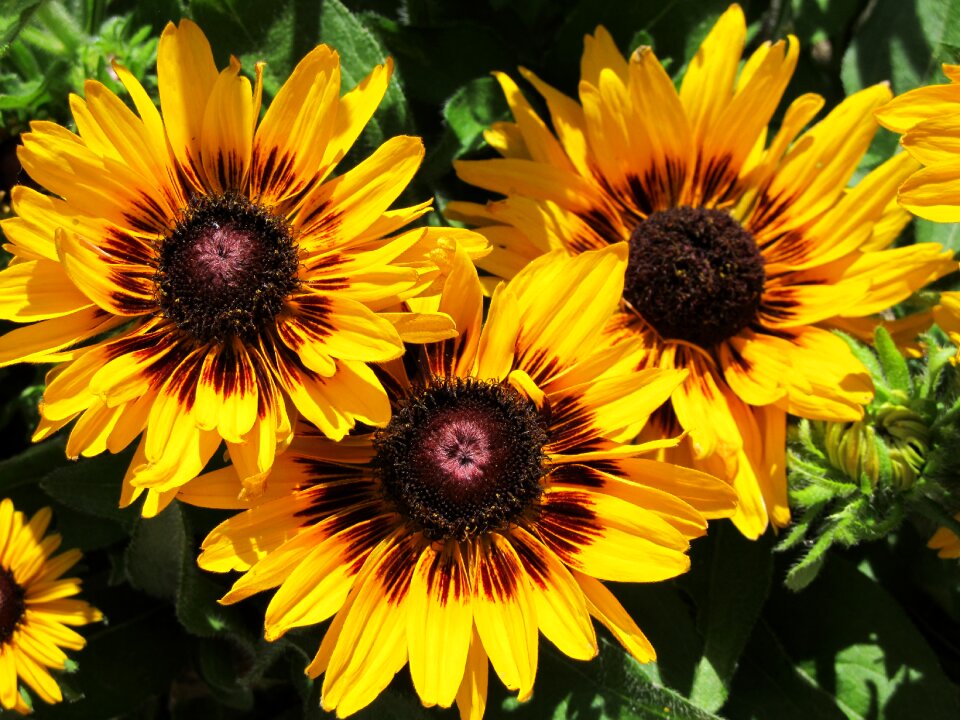 Yellow flower nature photo