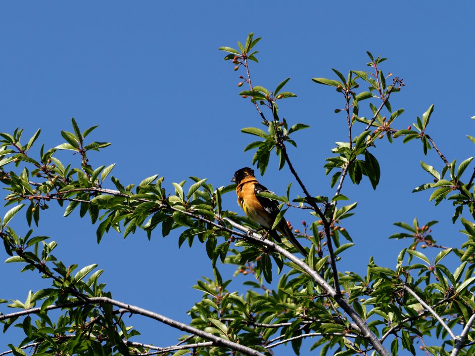 Black Headed Grosbeak 3