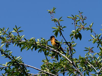 Black Headed Grosbeak 3