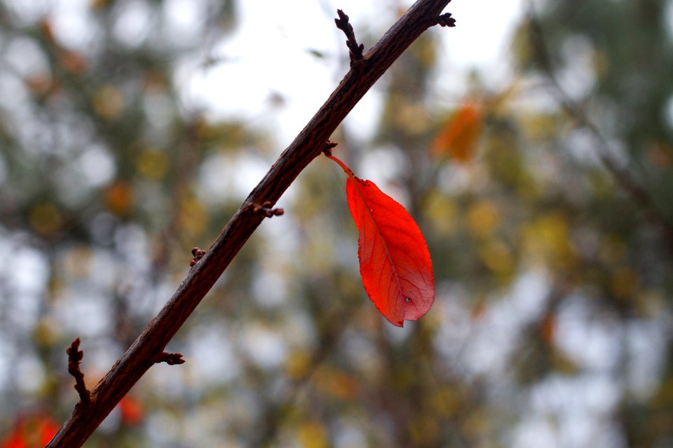 The One Red Leaf That Refused to Let Go