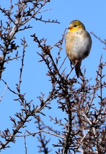 Goldfinch Winter