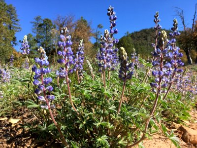 2017/365/110 On the Edge of the Lupine Forest photo