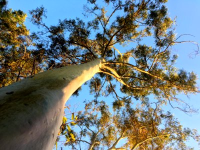 Good Ole Gum Tree