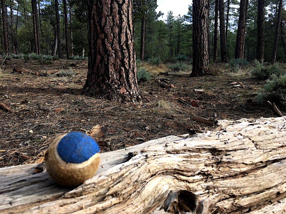 The First Rule of Forest Tennis...