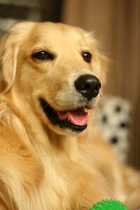 Dog gold liè dogs pet