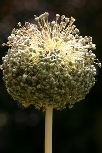 Ball globose summer