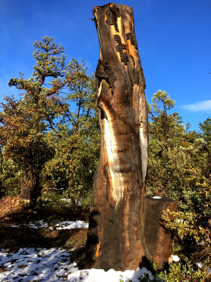 Juniper Totem