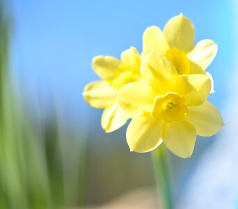 Yellow flower spring flower early bloomer
