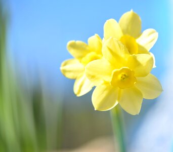 Yellow flower spring flower early bloomer photo