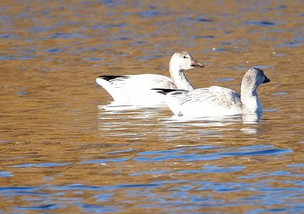Snow Geese on the pond photo