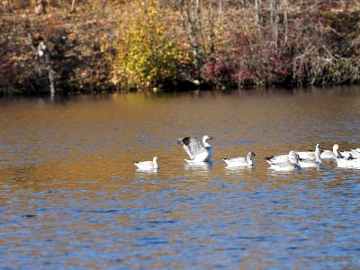 Snow Geese on the pond