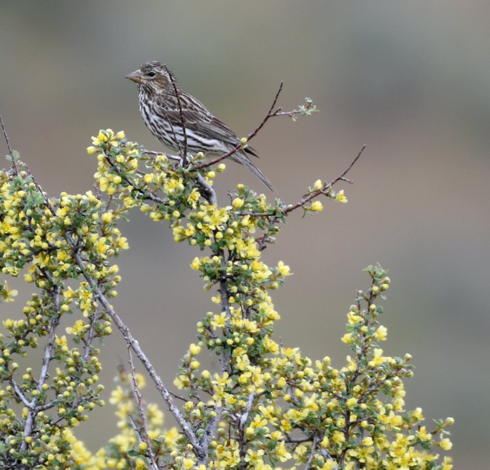 Cassin's Finch Female