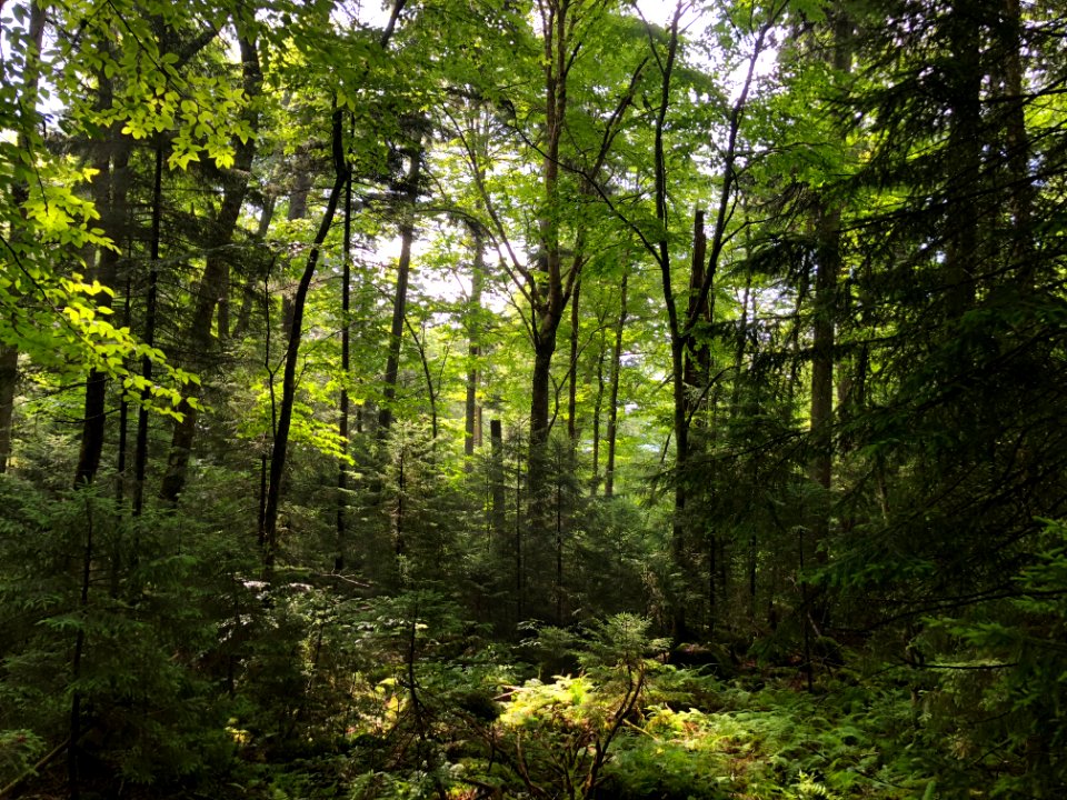 20180711-FS-Monongahela-KMB-447