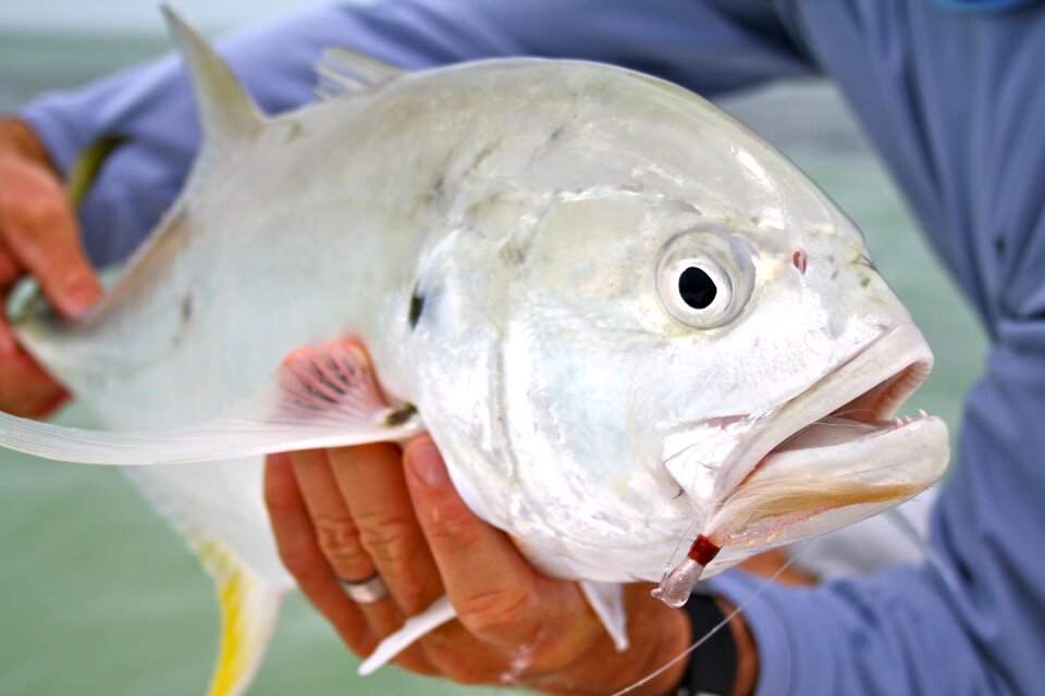 Angling jack crevalle ocean