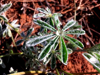 Star Lupine