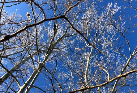 Under the Aspen and Blue Sky