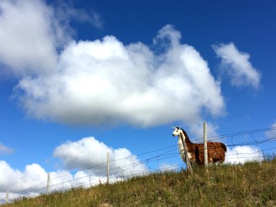 The High Llama
