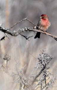 Cassin's Finch