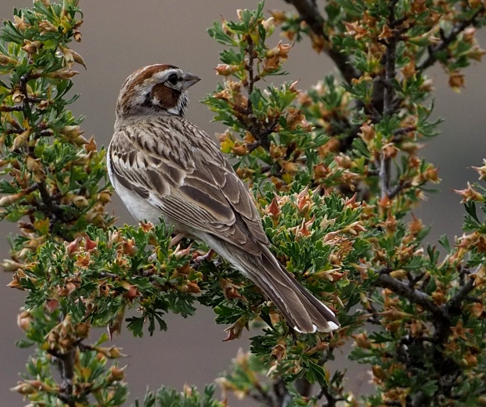 Lark Sparrow 4 crop close