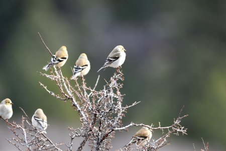 Goldfinch Winter