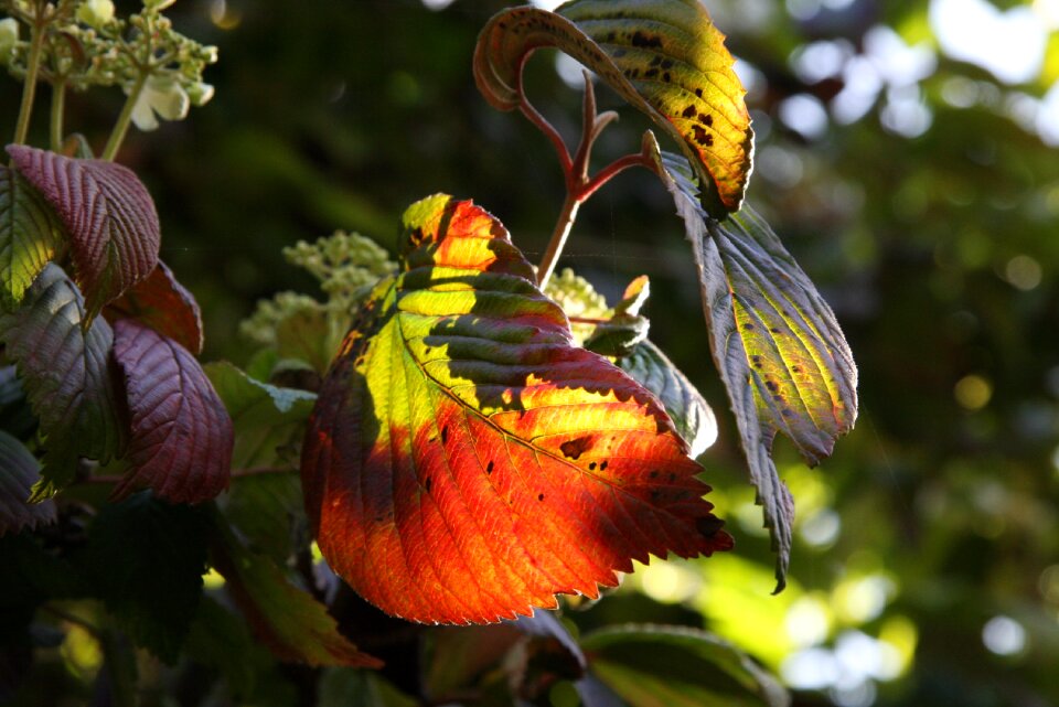 Botany flora nature