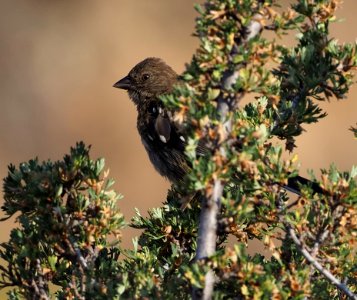 Juv Spotted Towhee 2 Crop photo