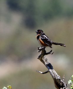 Spotted Towhee crop 2