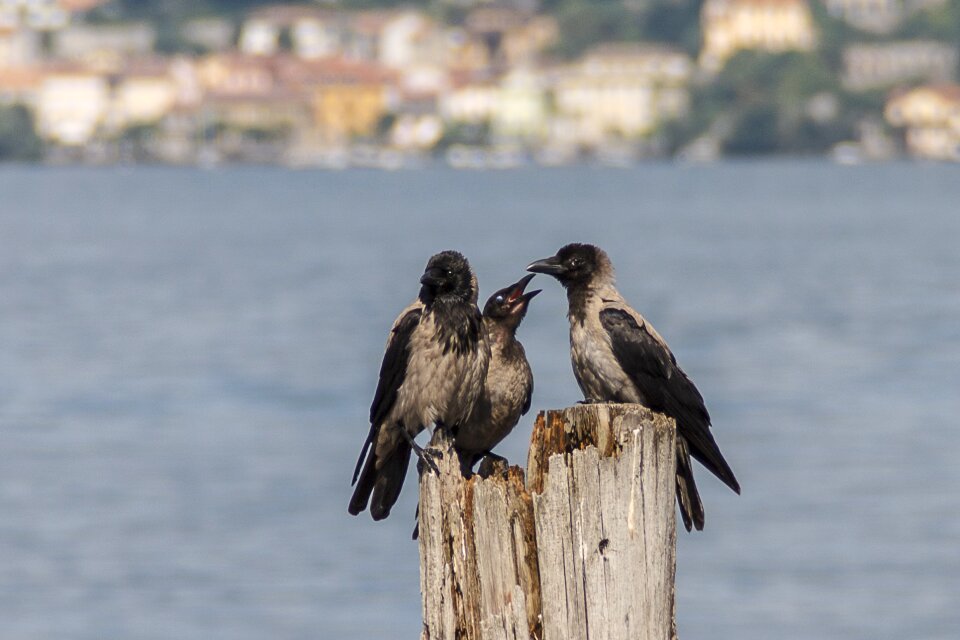 Bird water flight