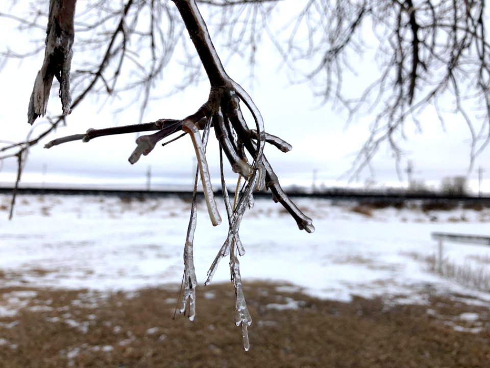 Ice Branches