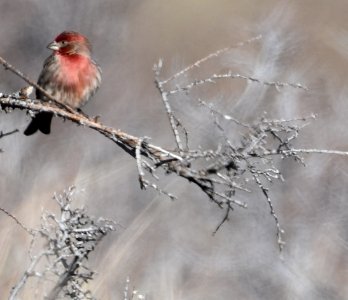 Cassin's Finch
