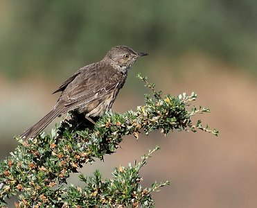 Sage Thrasher 1 crop close