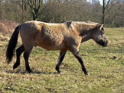 Konikpaard