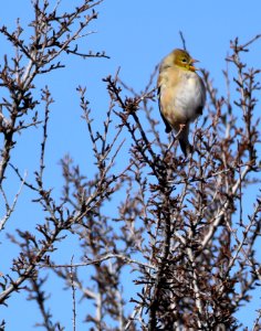 Goldfinch Winter