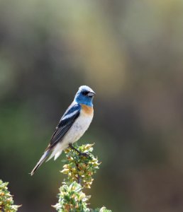 Lazuli Bunting Crop 1