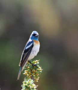 Lazuli Bunting crop 2 photo