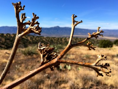 Reaching for the Mountain